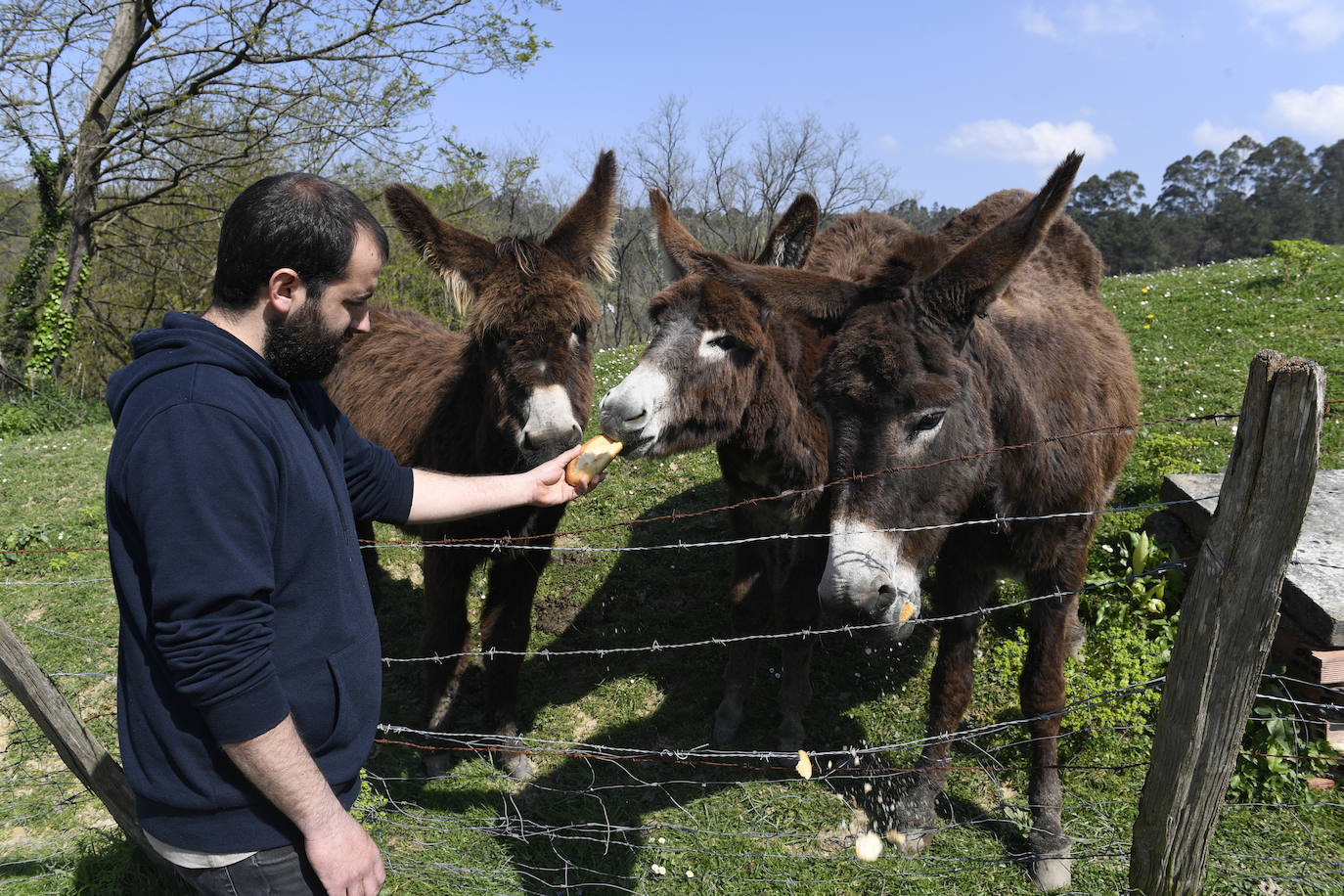 Los tres burros tienen un papel importante. La hembra participa desde hace años en el desfile de Olentxero de Getxo. Además, junto a sus hijos forman un trío que "limpia las campas de los restos de pasto que no se comen las vacas", cuenta Beñat. Es que que ahora se llama agricultura sostenible.
