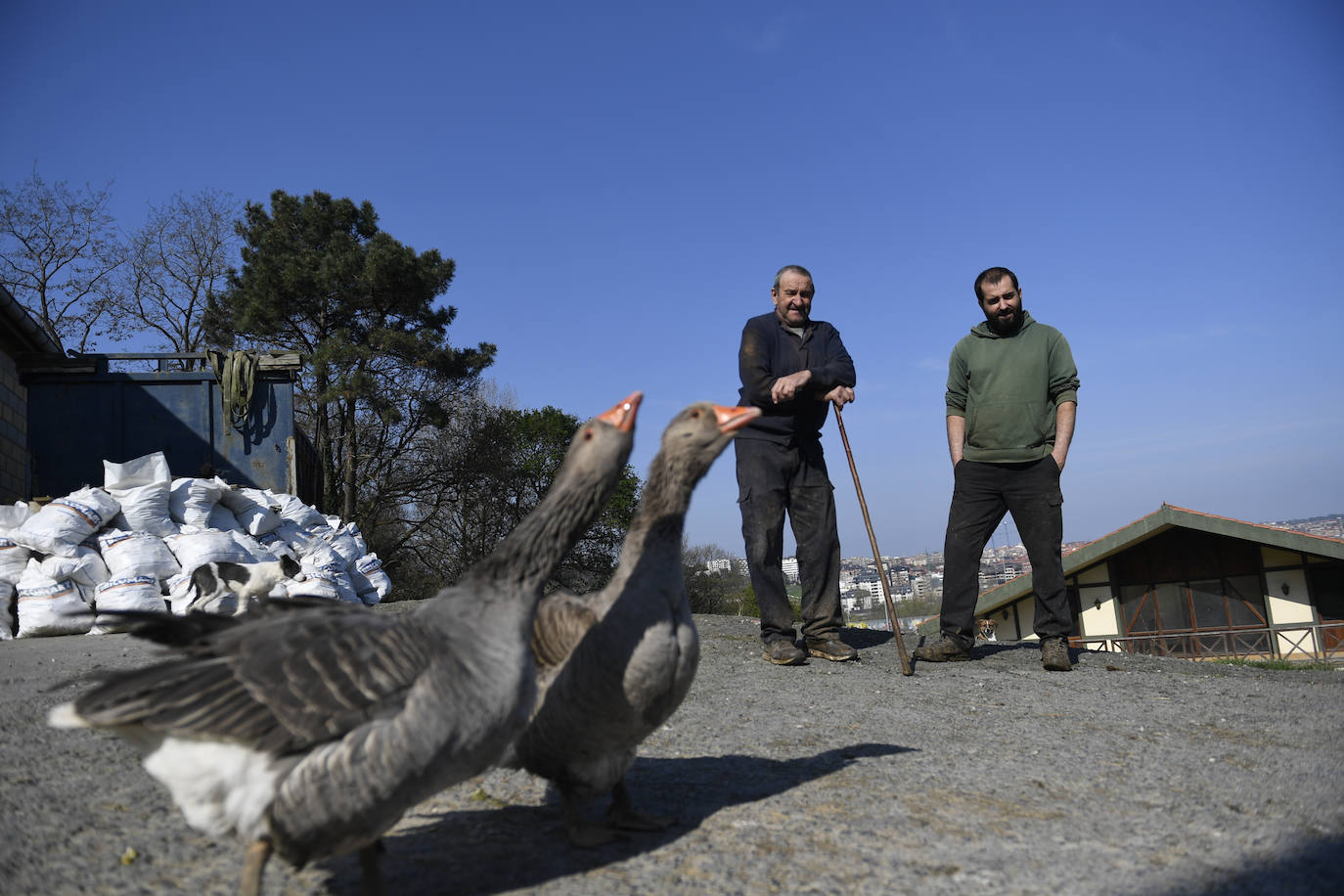 Luego llega el turno del resto de los animales. Las gallinas y las ocas producen docenas de huevos que se ponen a la venta tanto para particulares que se acercan al baserri, como para establecimientos hosteleros de la zona, a los que ambos hombres acercan los productos. Todos los días bajan a Las Arenas para realizar el reparto y tomar un café, una costumbre con la que ha acabado el confinamiento y que retomarán cuando todo vuelva a la normalidad.