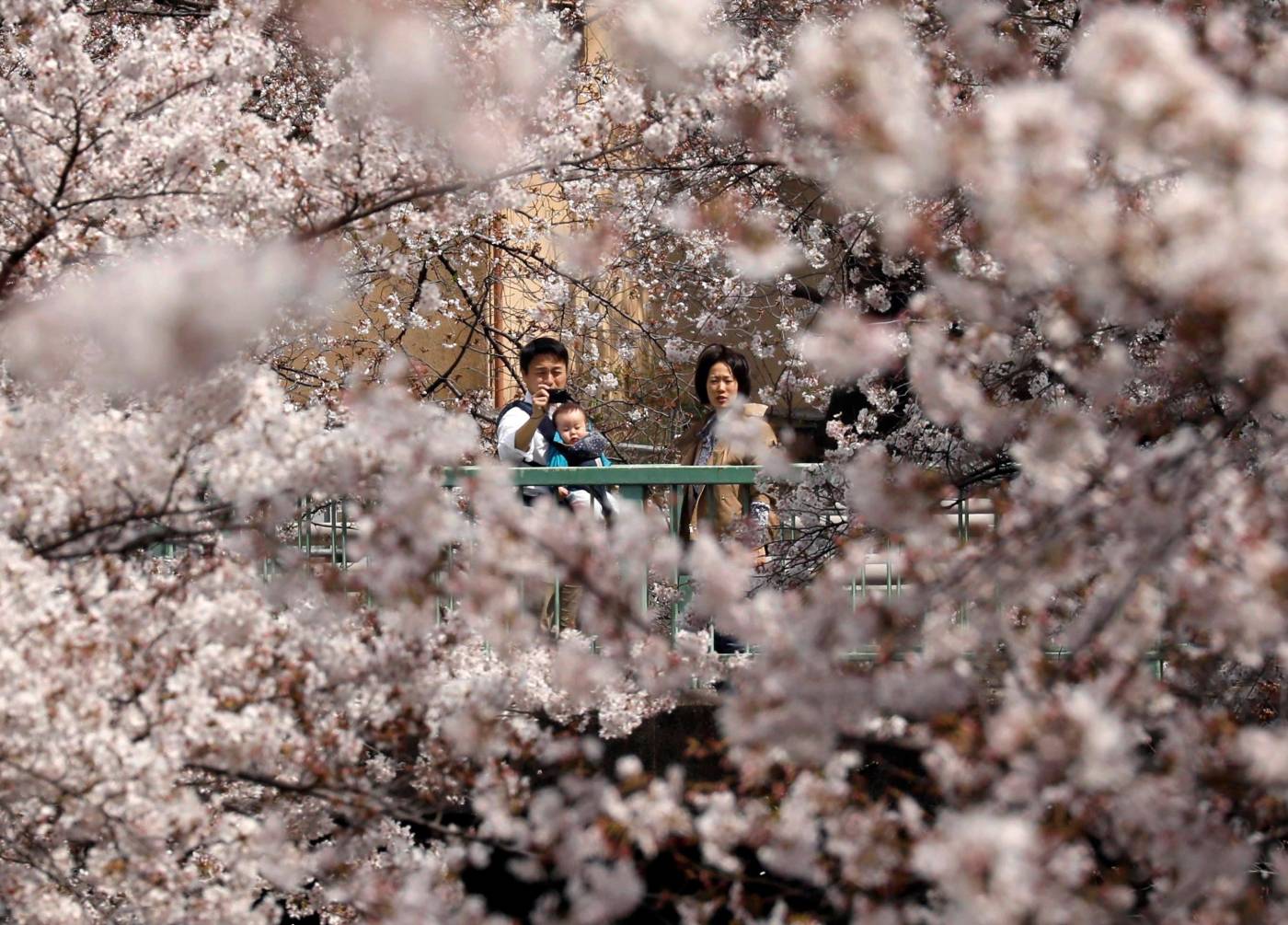 Una familia observa los cerezos en flor en Tokio, Japón.. El gobierno metropolitano de Tokio pidió a los residentes quedarse en casa el fin de semana para evitar un aumento de las infecciones por coronavirus que provoca la enfermedad del COVID-19. 