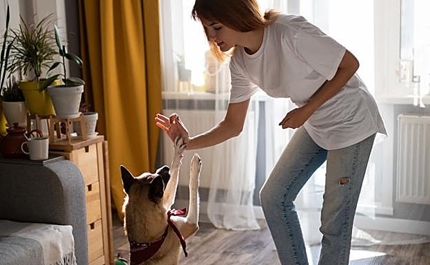 Juegos para mantener a las mascotas activas sin salir de casa