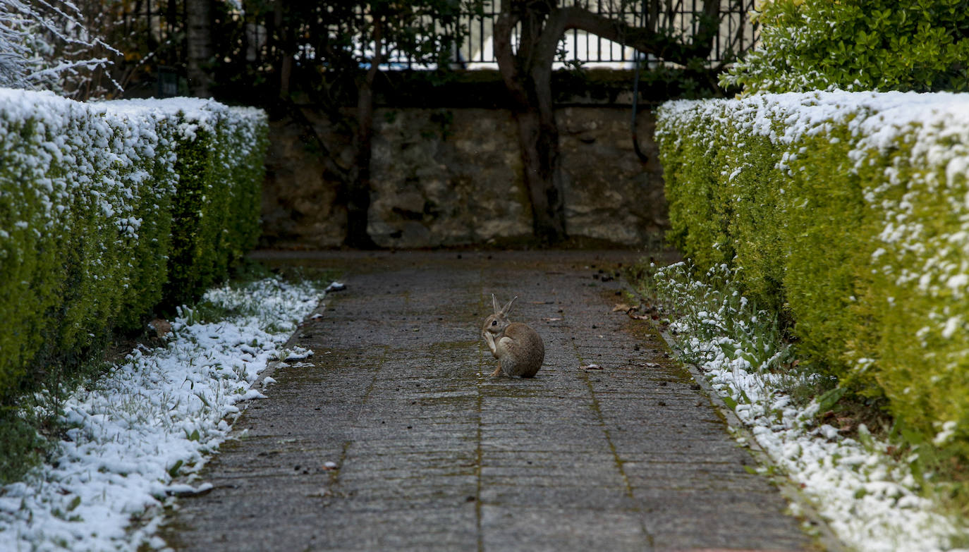 Fotos: Nieve en la Vitoria confinada