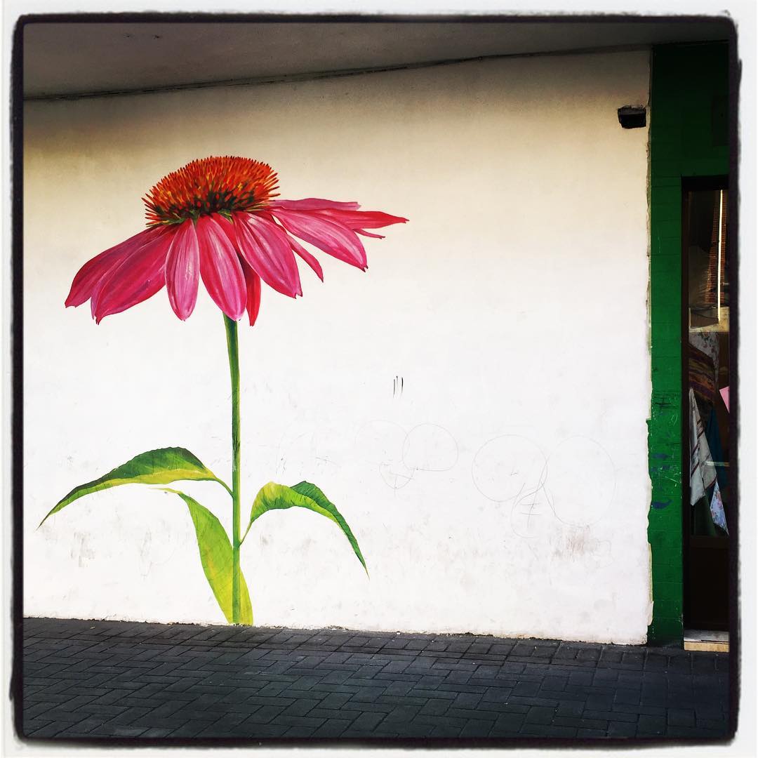 Esta flor adorna y da color a la fachada de un negocio situado en el barrio de Zaramaga.