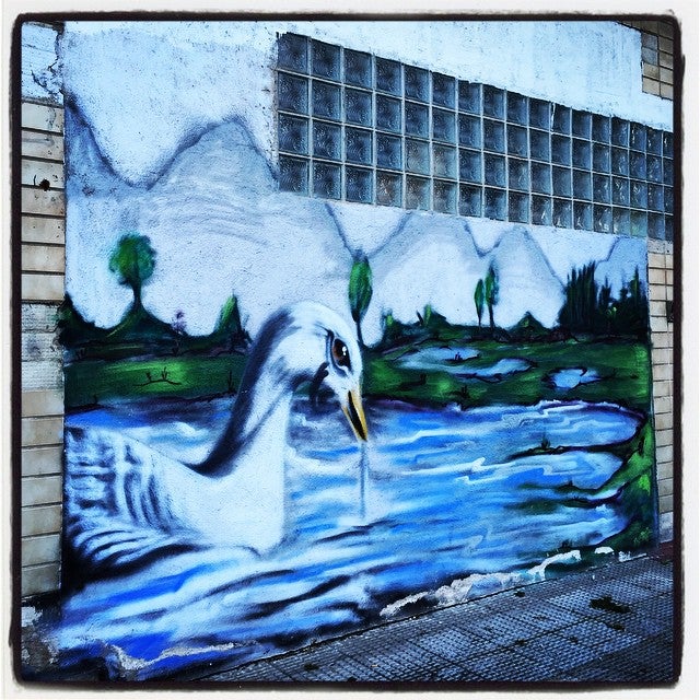 El cisne blanco posee un vuelo poderoso, chapotea y corre a través del agua. Este peculiar ejemplar navega por el lago de una pared de Vitoria.