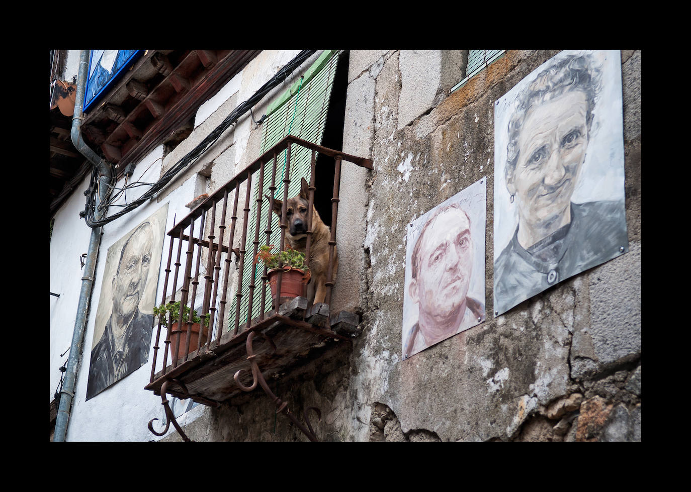 Un malinois se asoma al desvencijado balcón de una casa adornada con los retratos de sus propietarios.