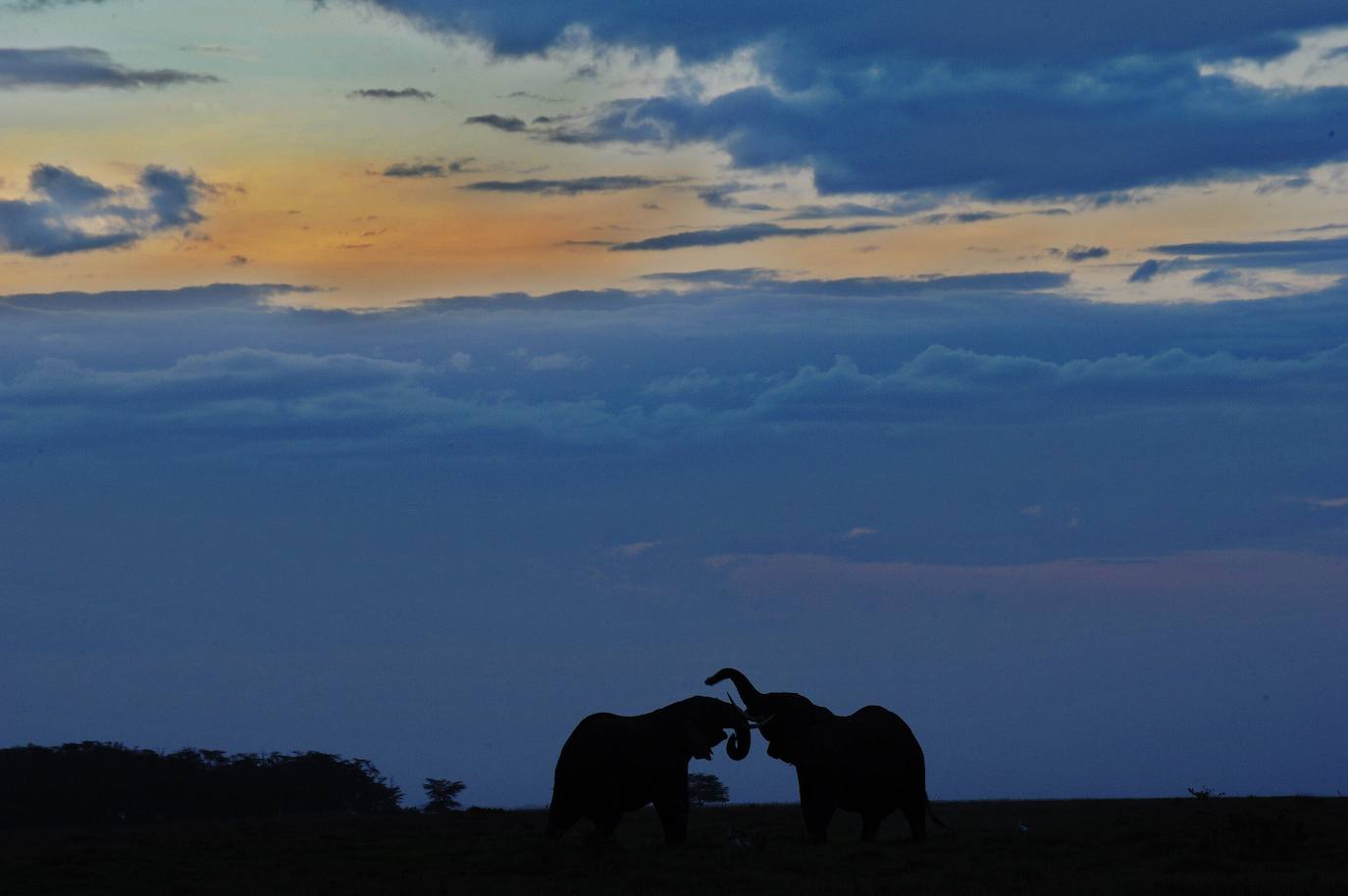 Atardecer en el Parque Nacional de Amboseli, aproximadamente a 220 km al sureste de Nairobi.