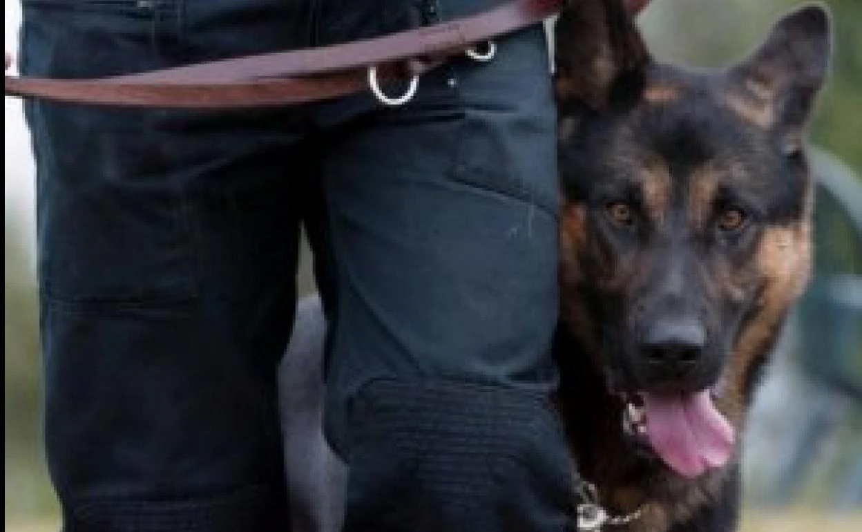 Barakaldo deja caducar el contrato de los perros que emplea la Policía Local
