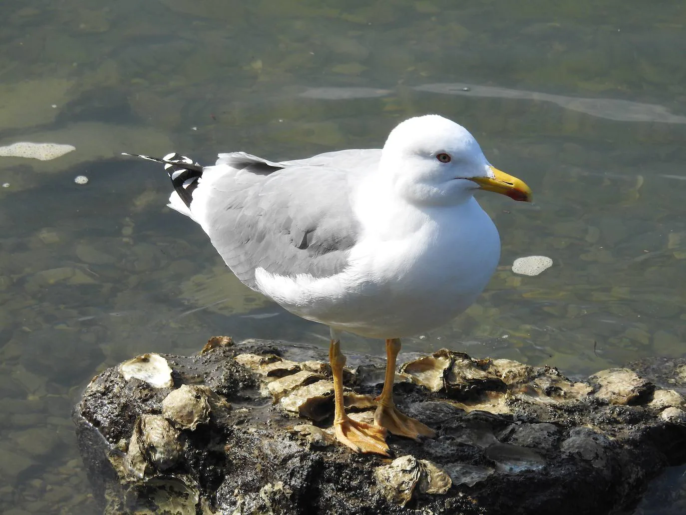 Getxo arranca una cruzada contra la colonización urbana de las gaviotas