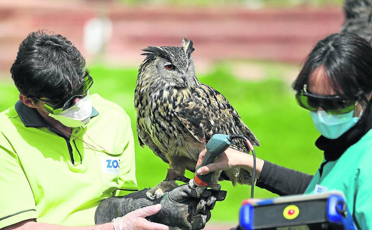 Un par de veterinarios atienden a un búho real protegidos con mascarillas. 