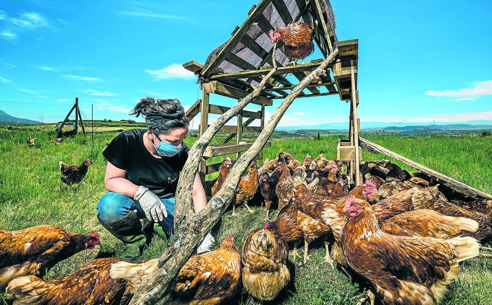 Saioa Urkiza. Labastida. Urkiza cría 1.400 gallinas junto al Ebro y desafía los ataques de milanos y ginetas. Mantiene ventas con los particulares tras el cierre de los restaurantes.