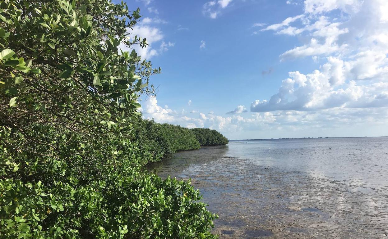Uno de los manglares estudiados, en Tampa, Florida