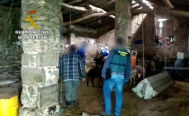 Agentes de la Guardia Civil inspeccionan la explotación ganadera de Viana.