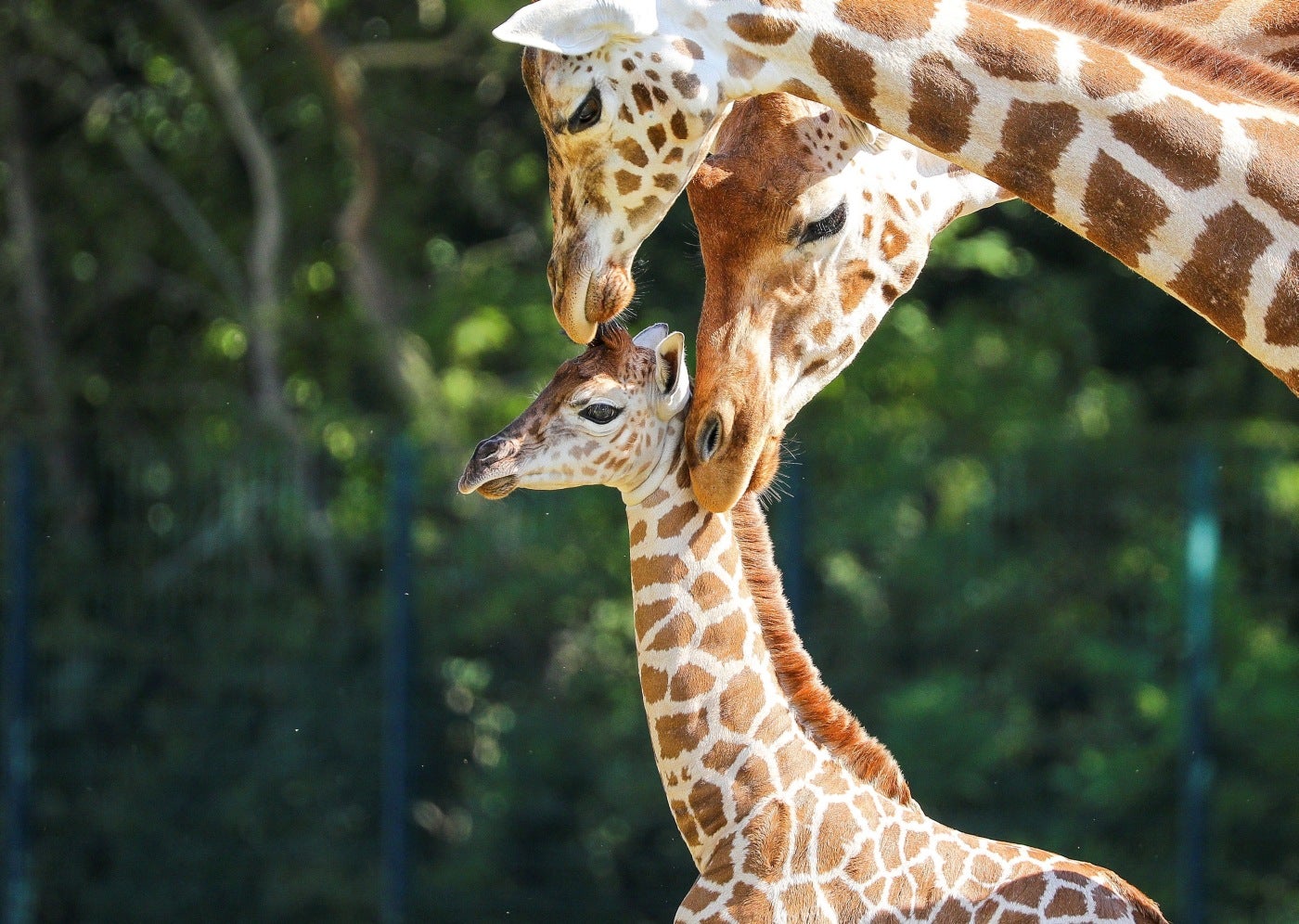 Henry, una cría recién nacida de girafa de Rothschild, bajo los cuidados de las jirafas adultas en el zoológico 'Tierpark Berlin' en la capital alemana. 