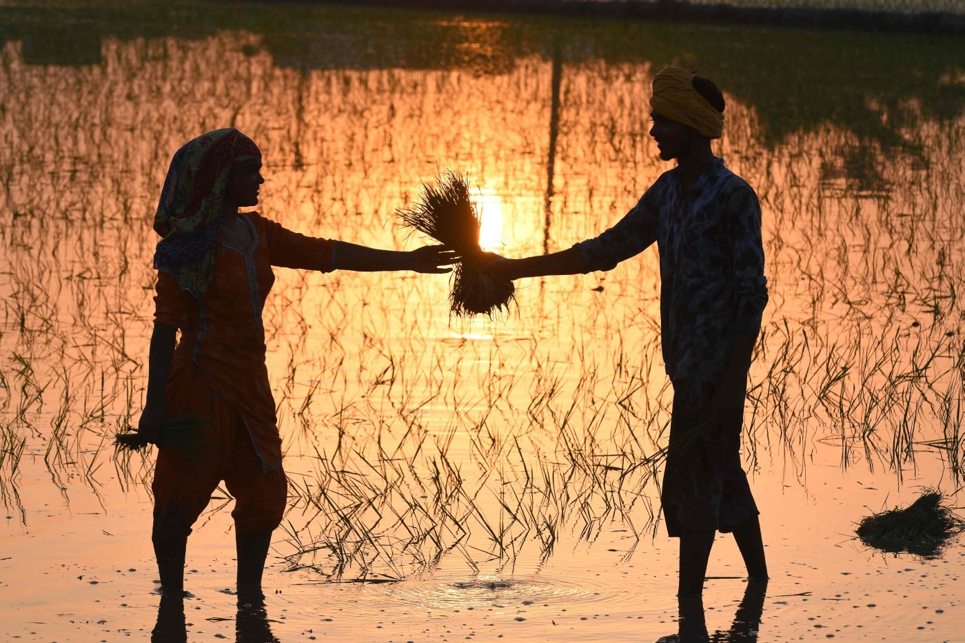 Trabajadores agrícolas plantan plántulas en un campo de arroz cerca de la frontera India Wagah Pakistán a unos 35 km de Amritsar. 