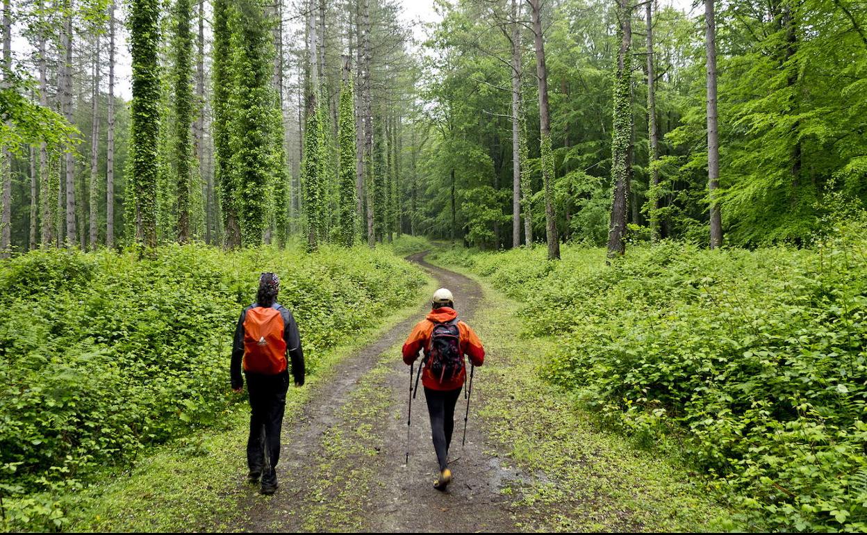 Bosques idílicos en Otxandio y Karrantza