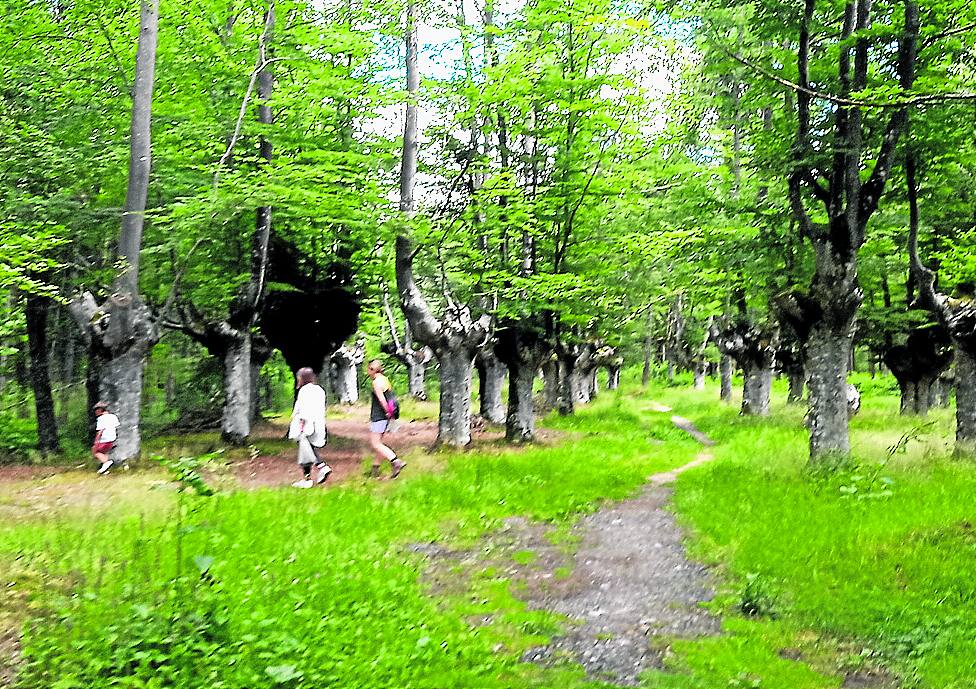El sendero serpetea por el hayedo de Olazar. 
