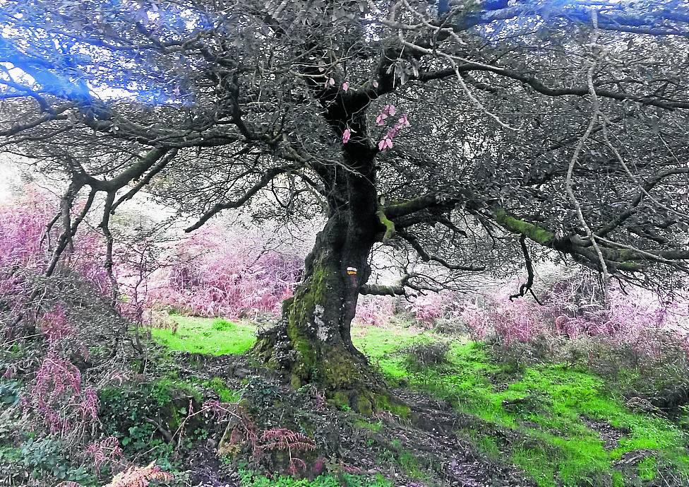 Una de las encinas que jalonan el sendero a lo largo del bosque.