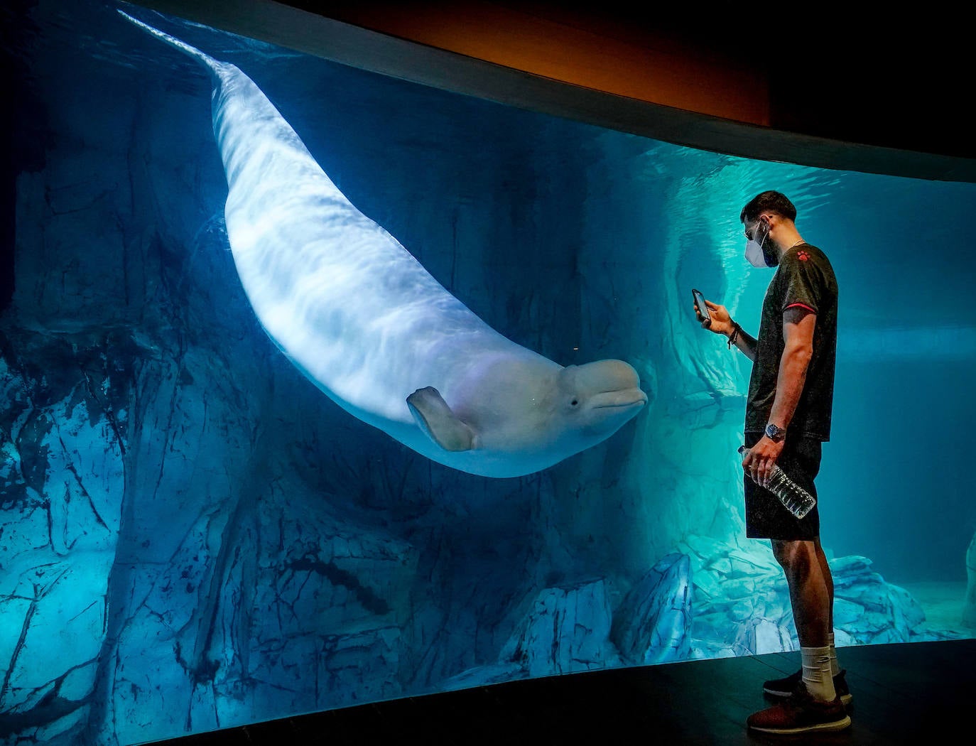 Fotos: La trayectoria de Shengelia en el Baskonia, en imágenes