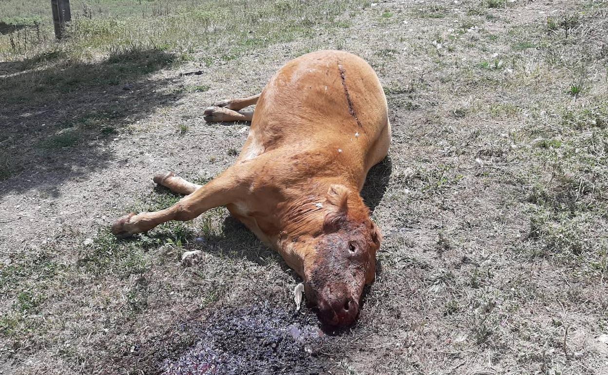 Uno de los ejemplares electrocutados descubiertos en Barrón, a 30 kilómetros de Vitoria. 