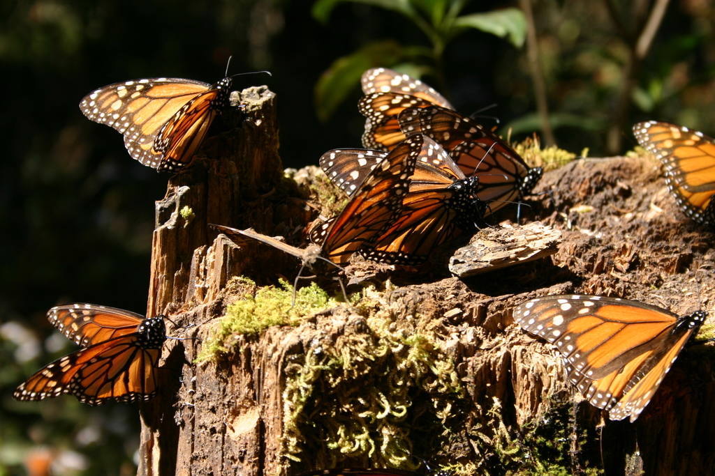 1.- Migración anual de la mariposa monarca (Michoacán, México) | Cada año, entre 60 millones y un billón de mariposas emprenden el viaje desde el este de Canadá y hasta los bosques del centro-occidente de México, en un viaje que recorre más de cuatro mil kilómetros. Las mariposas hibernan agrupadas en pequeñas zonas de la Reserva de la Biosfera Mariposa Monarca, un área nacional protegida y reserva natural. 