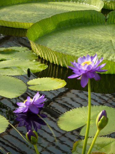 16- Nenúfares gigantes (Pantanal, Brasil) 