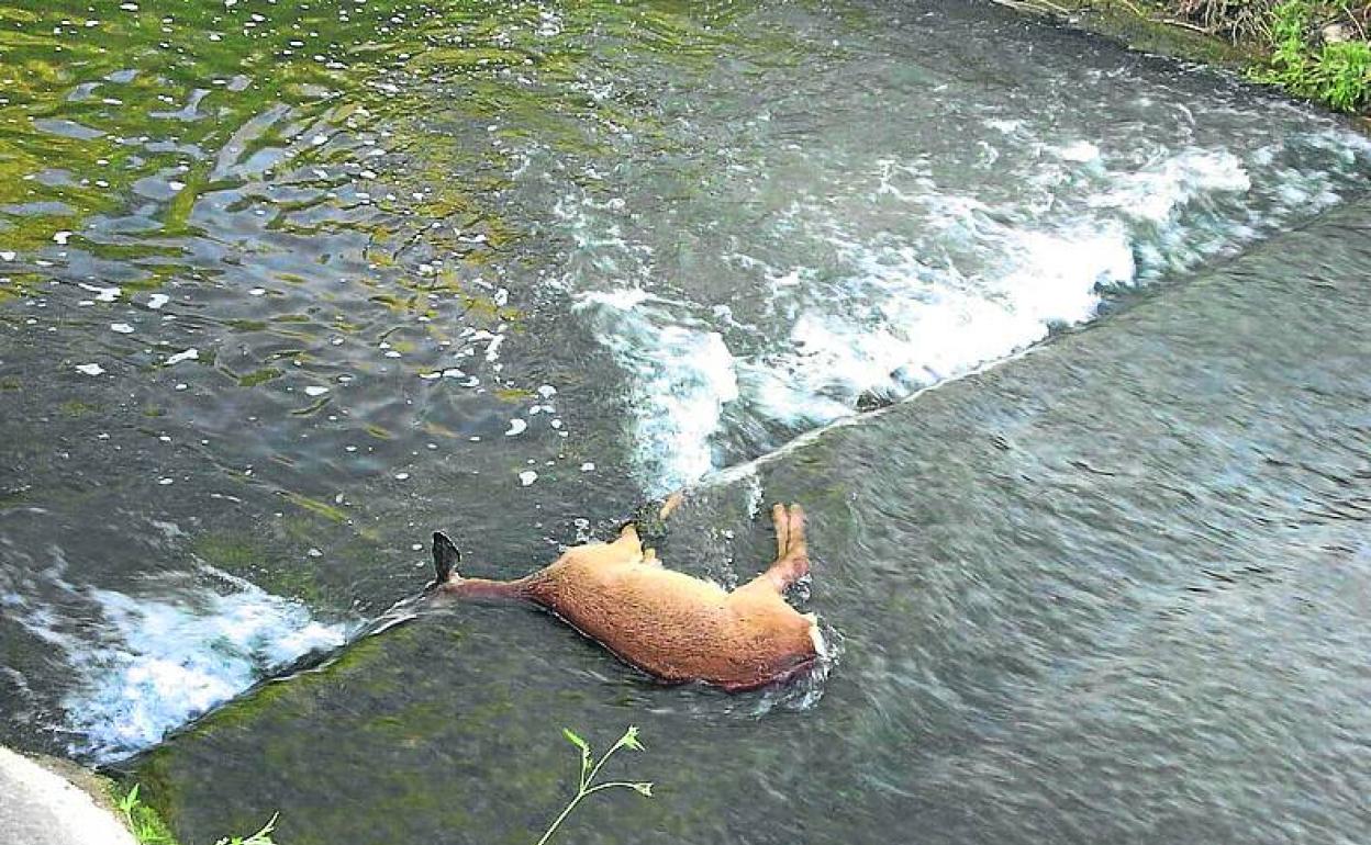 Un corzo muerto en el canal del río Alegría este año.