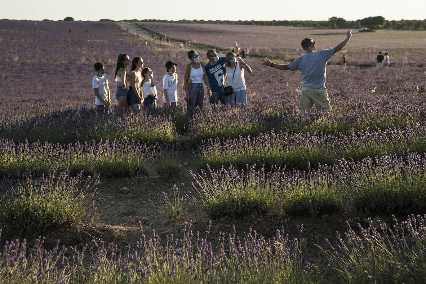 Fotos: Un paseo por los campos de lavanda