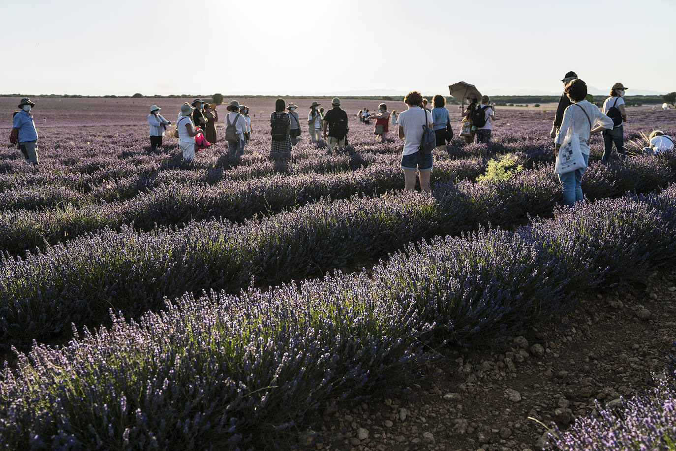 Fotos: Un paseo por los campos de lavanda