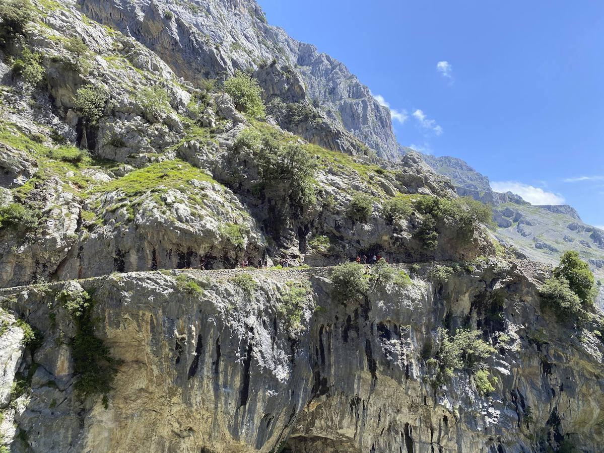 Ruta del Cares: La ruta del Cares, no solo es una de las rutas de senderismo más famosas y bonitas del norte de España, sino también una de las más frecuentadas por los turistas. Esta es la única pega para hacer esta ruta sobre todo en temporada alta o en días festivos. Este sendero se encuentra entre territorio asturiano y leonés, también es un recorrido que no tiene pérdida ya que solo tendrás que seguir el sendero labrado en la roca y este se encuentra perfectamente señaliado. ¿A nuestro alrededor? Imponentes muros de caliza y por el medio de este gran cañón, el paso salvaje del río del Cares. 