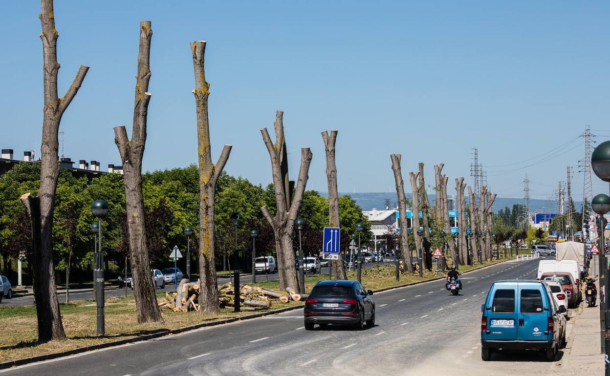 Árboles de la mediana de Portal de Zurbano fueron talados para colocar especies autóctonas. 