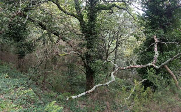 Pequeños bosquetes autóctonos sobreviven a la explotación forestal bajo el Ganekogorta.