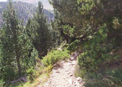 Imagen secundaria 1 - La Malleta baja, el bosque del tramo inicial de la subida y la cascada del Argualas.