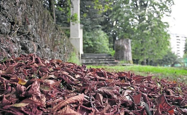 Por qué se caen las hojas de los árboles de Álava este verano? | El Correo