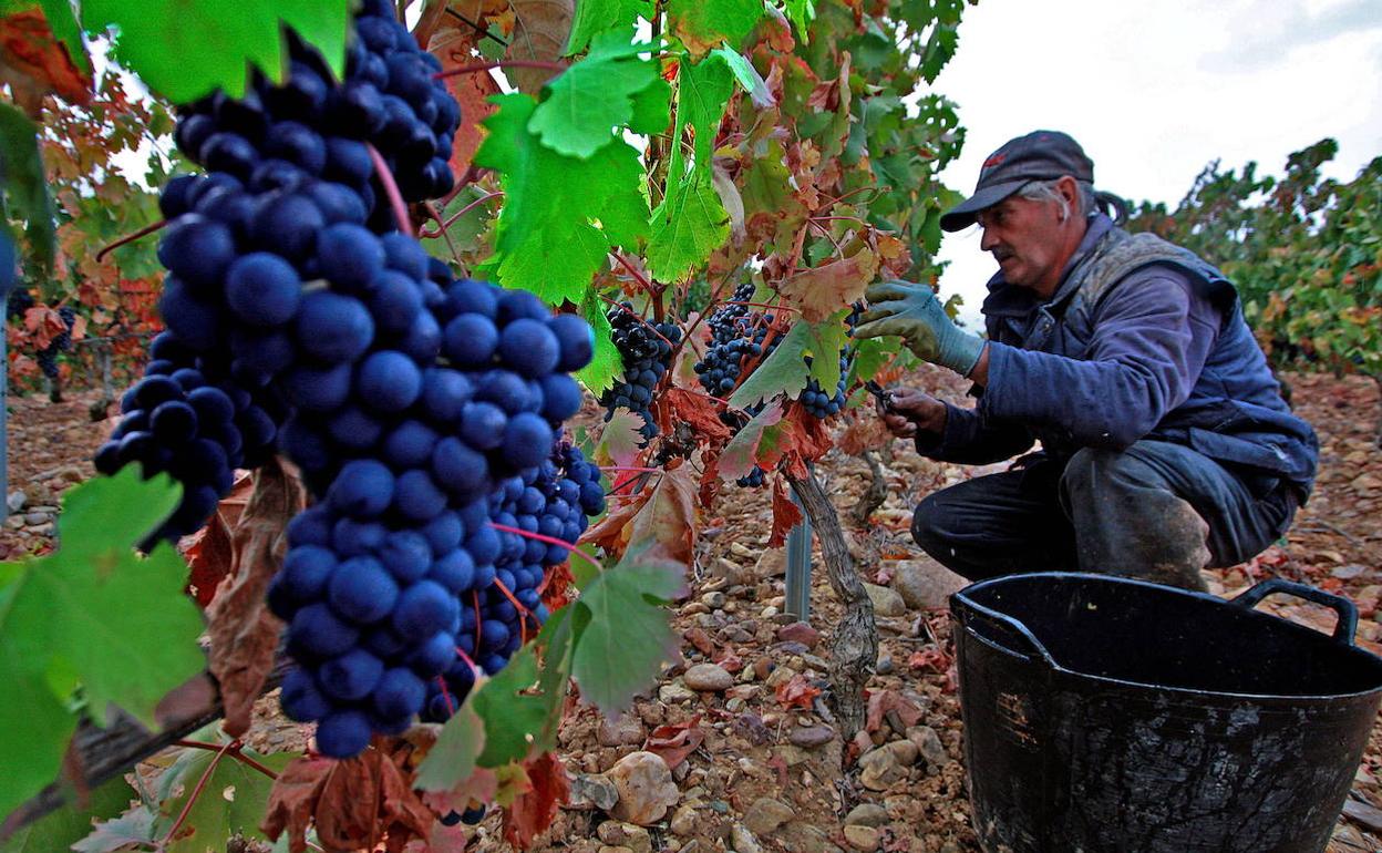 Un trabajador revisa la cosecha en unos viñedos de Rioja Alavesa. 