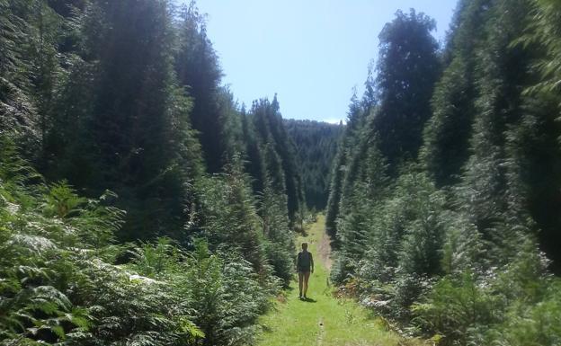 El sendero atraviesa un frondoso bosque de cipreses cerca ya del cordal.