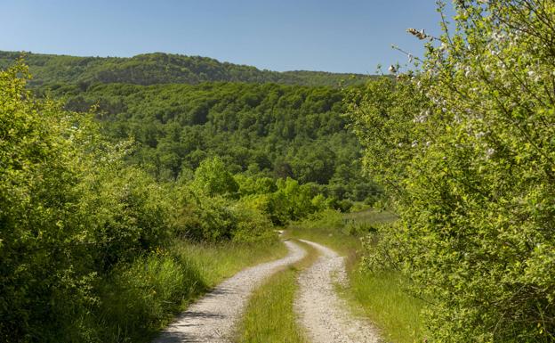 Sendero entre árboles próximo a Roncesvalles.