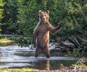 Fotos: Las fotos más simpáticas de animales, a concurso