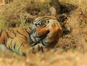 Fotos: Las fotos más simpáticas de animales, a concurso