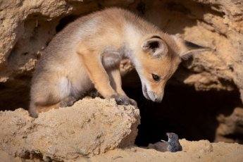 Fotos: Las fotos más simpáticas de animales, a concurso