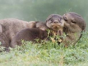 Fotos: Las fotos más simpáticas de animales, a concurso