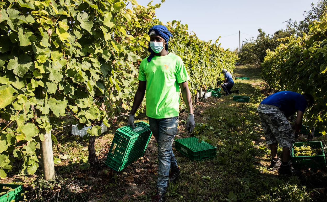 Vendimia de Txakoli de la bodega Itsasmendi en Erandio 