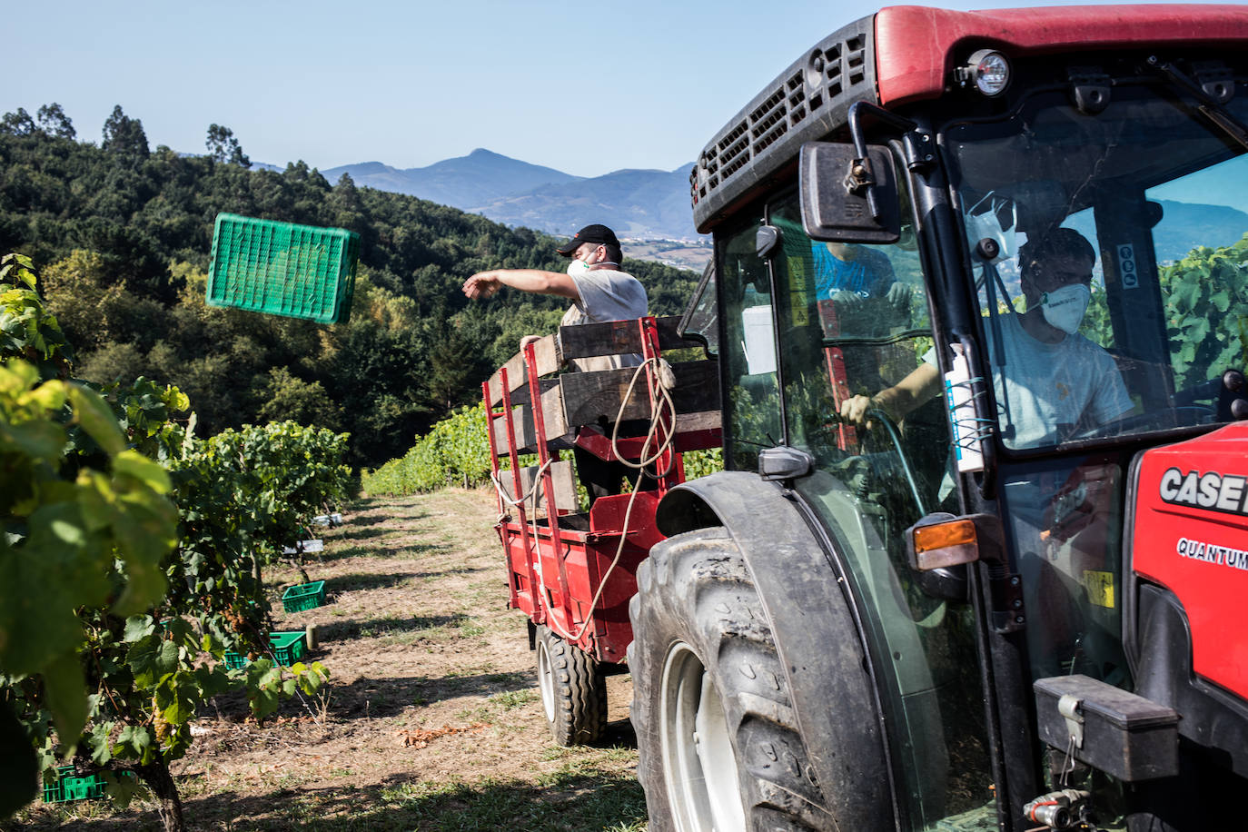 Fotos: La vendimia en Bizkaia se adapta al coronavirus