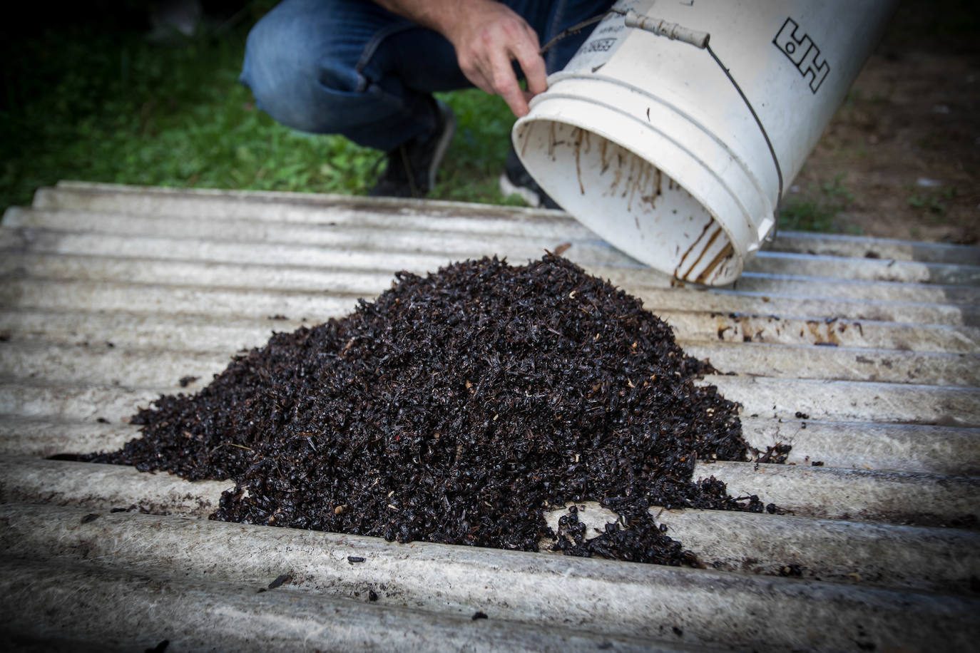 Fernando Arango ya ha cazado 19.000 ejemplares con su invento.
