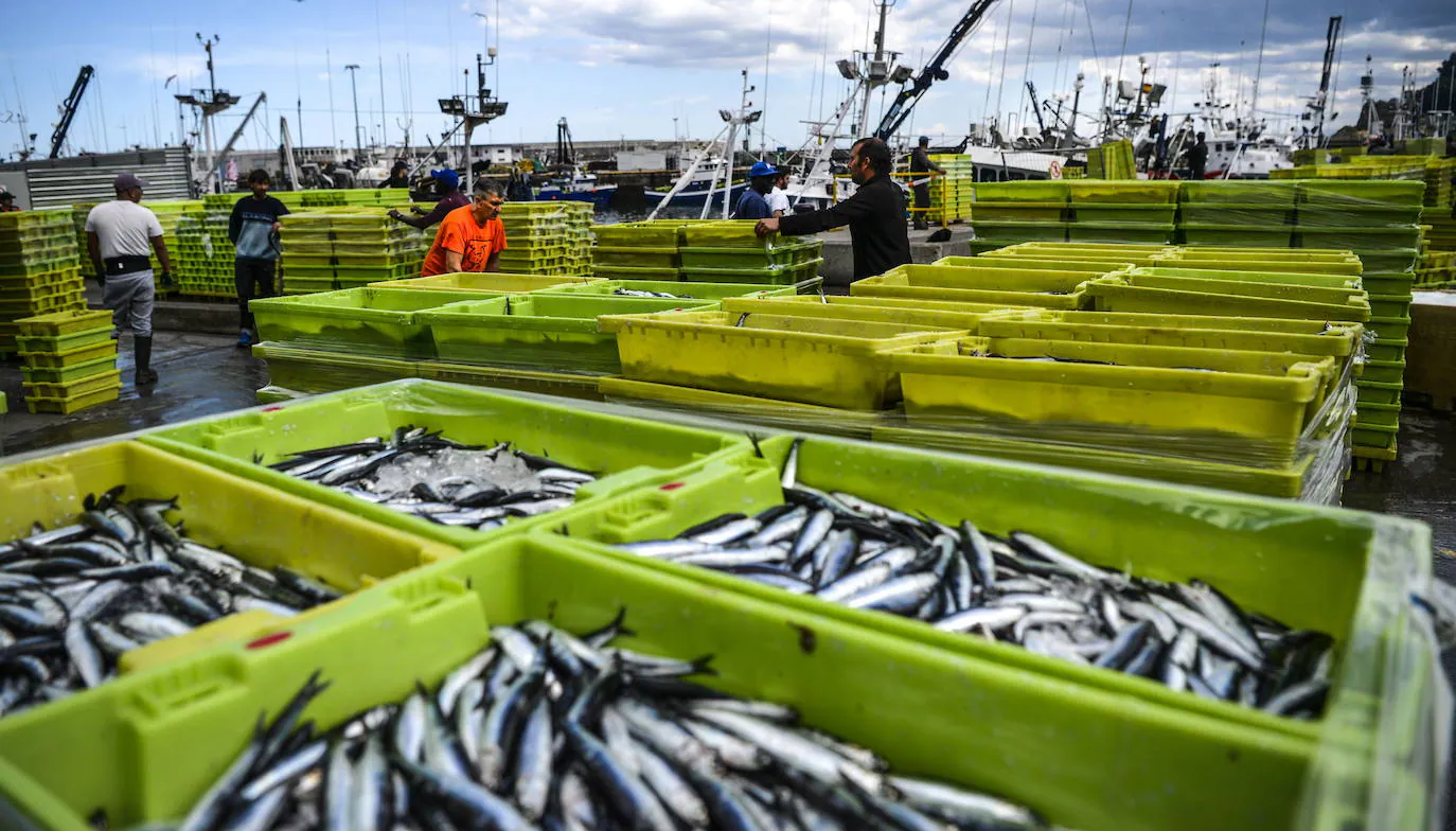 Descargas de anchoa en el puerto de Ondarroa en la campaña del año pasado.