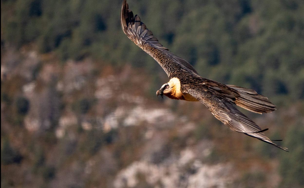 Pirinioetatik kanpo, Aralar da modu naturalean ugatza erreproduzitzeko aukera eskaini duen zonalde bakarra.