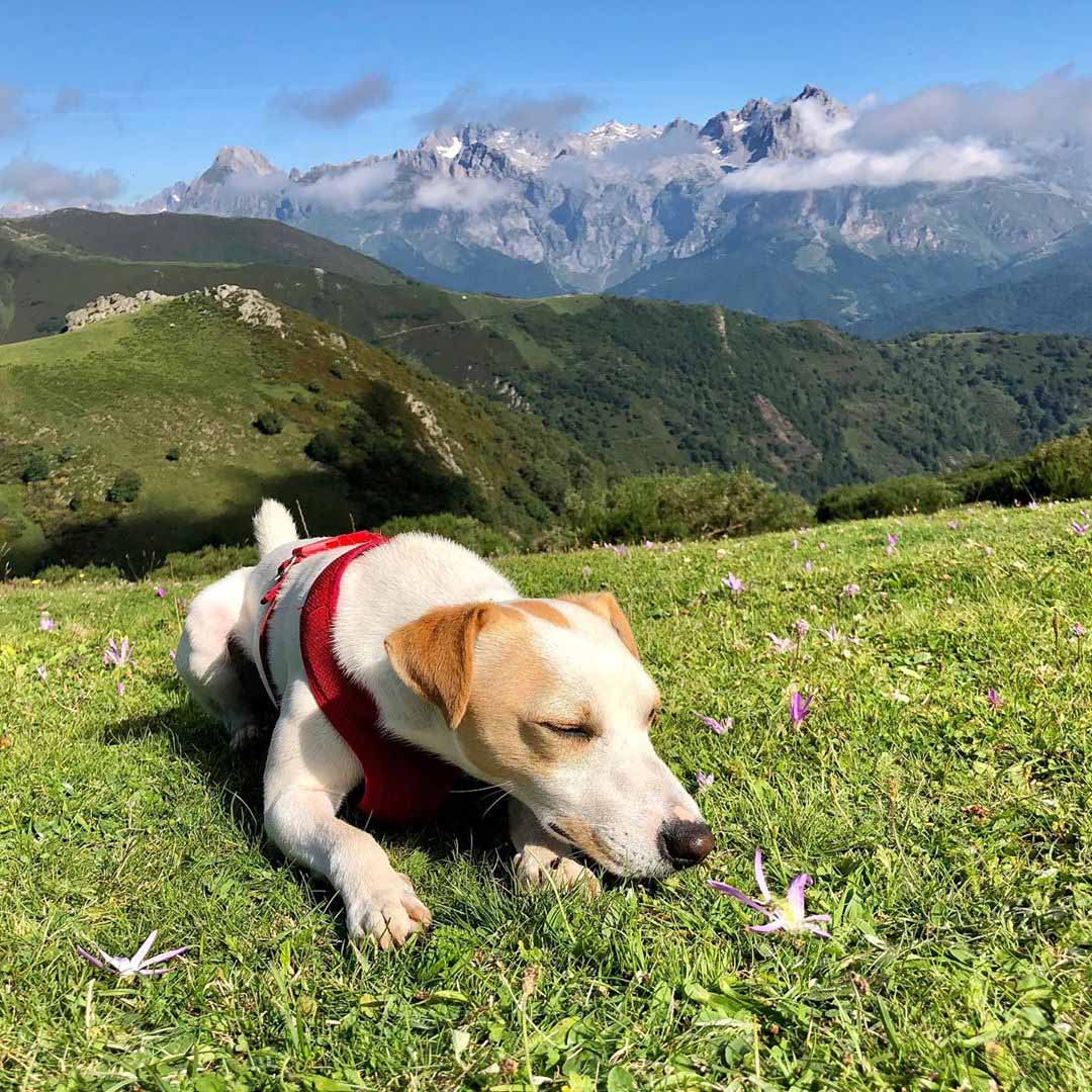 Momento relaxing con vistas únicas: los Picos de Europa.