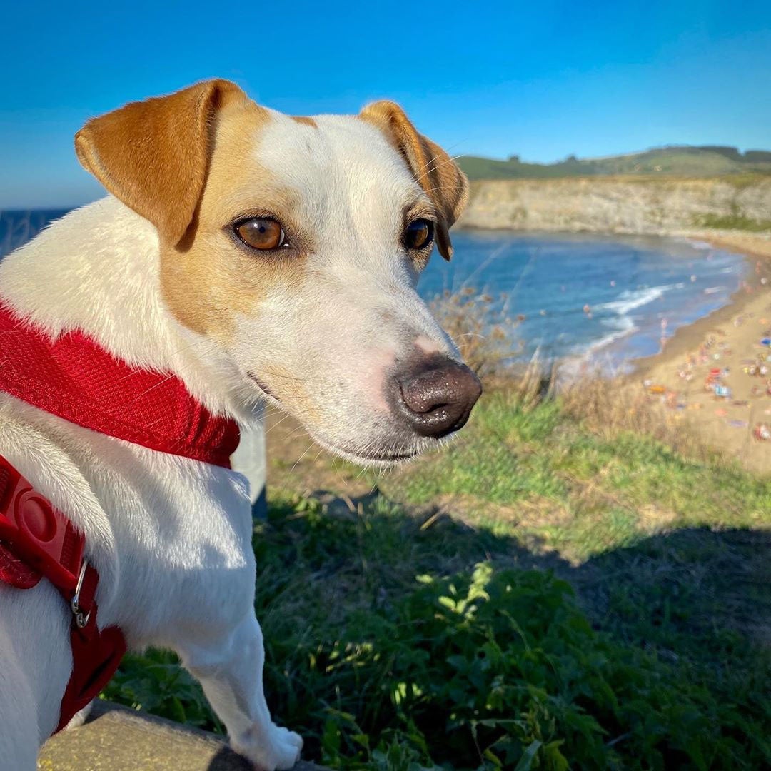 En la Playa de Langre, accesible para perros durante todo el año.