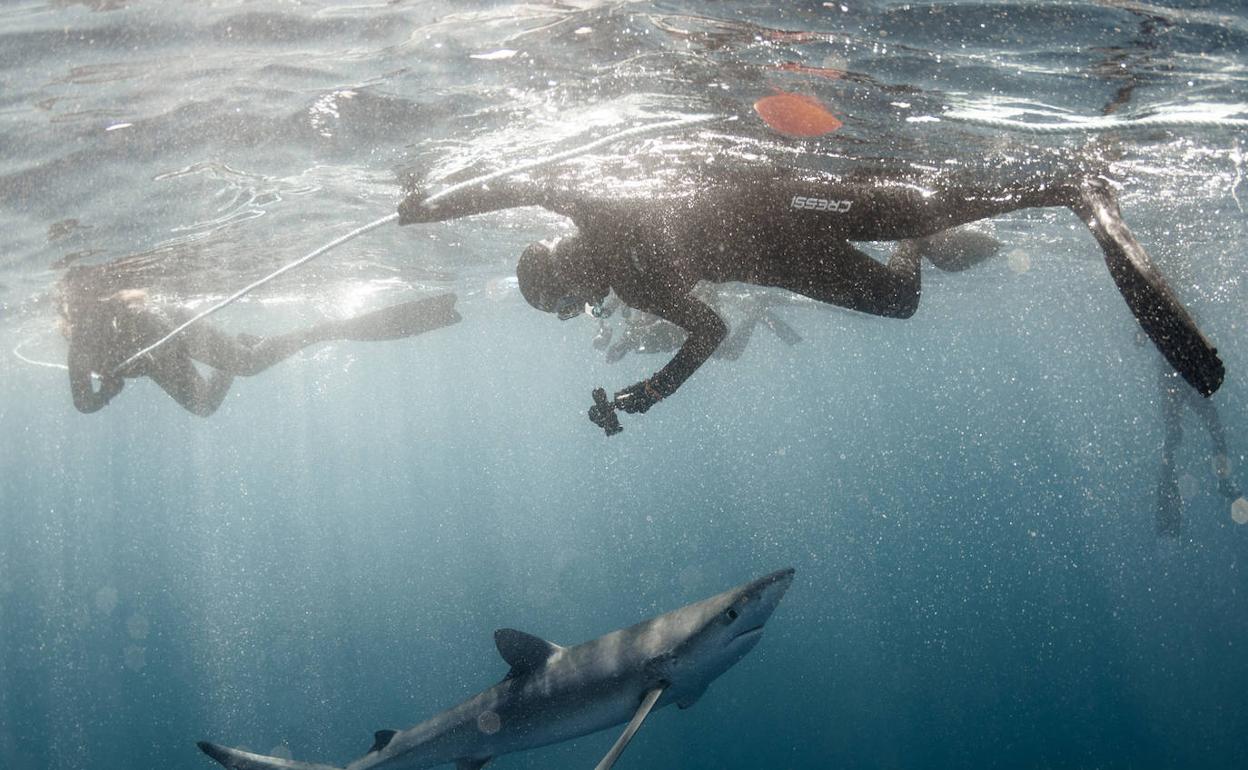 «Del tiburón tendríamos que tener más miedo de que se extinga que de su mordedura»