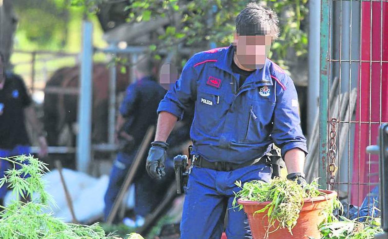 Ertzainas desmantelan una plantación de 'maría' en Gatika. 