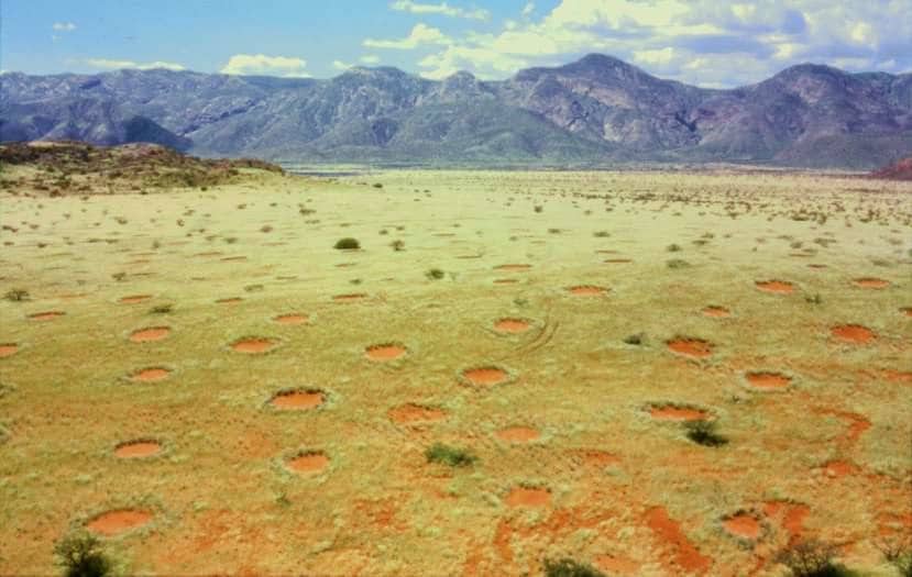 Círculos de hadas (Namibia y Australia) | Estos parches en el suelo se atribuyeron durante años a la presencia de hadas, pero su realidad es que se trata de un mecanismo natural de organización de las planas ante la escasez de agua.
