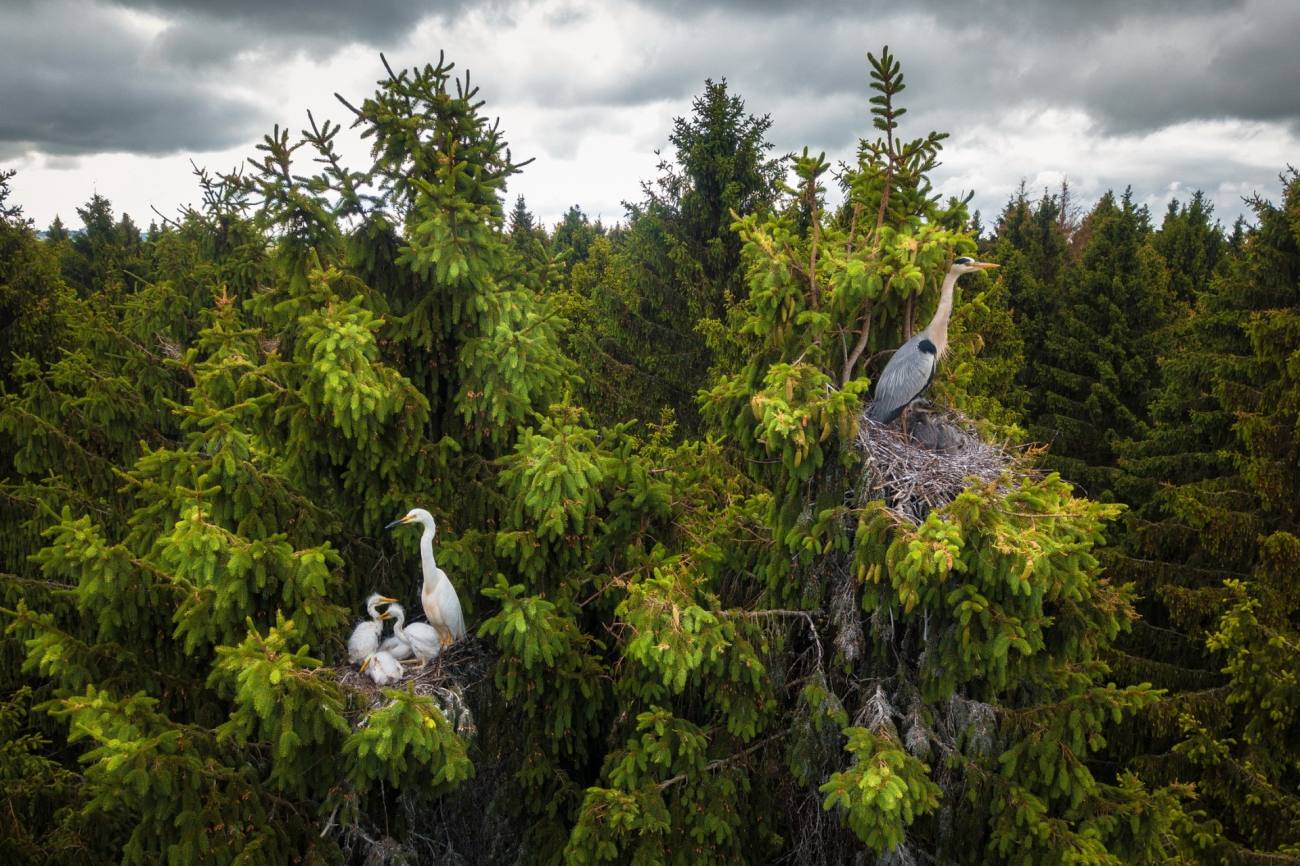 Esta foto de Dmitrii Viliunov captura este nido de garzas en las copa de unos árboles. Estas aves no hacen nidos en juncos o en un pantano como muchos creen. De hecho, anidan en las copas de árboles enormes y sin un dron es muy difícil verlos. Por este motivo esta foto es la ganadora en la categoría de Vida Salvaje.